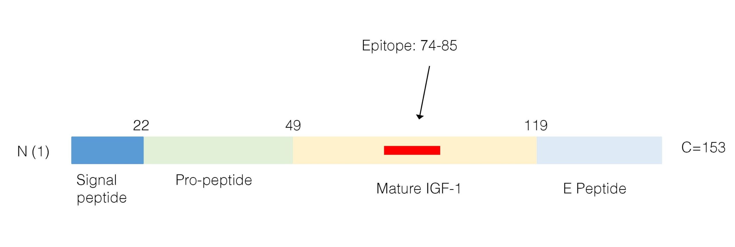 immunogen