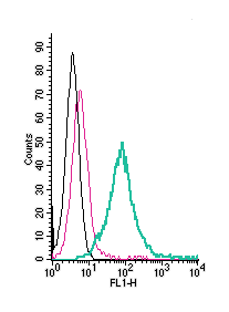 Cell surface detection of CD73 by direct flow cytometry in live intact human Burkitt's lymphoma Daudi cells: