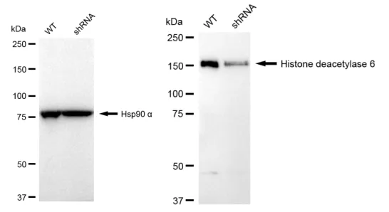KVAb01048