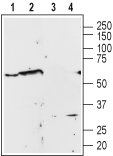 Western blot analysis of Human P C3 prostate carcinoma cell line lysate (lanes 1 and 3) and rat brain membrane (lanes 2 and 4):