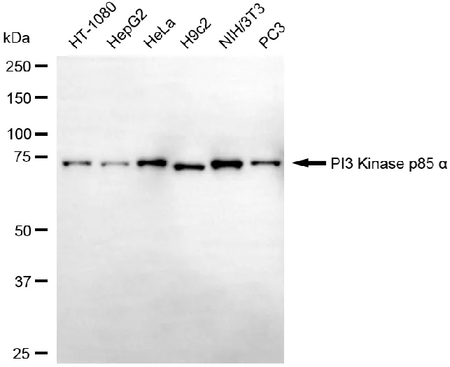 KVAb01676