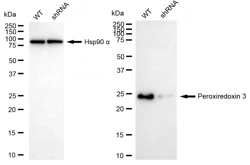KVAb01930