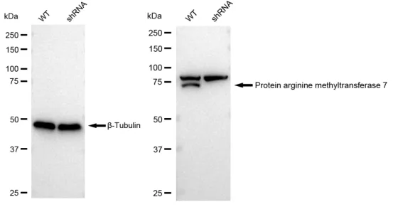 KVAb01488
