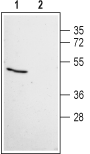 Western blot analysis of human HeLa cervix adenocarcinoma cell line lysate: