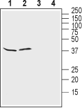 Western blot analysis of rat brain lysates (lanes 1 and 3) and mouse brain lysates (lanes 2 and 4):