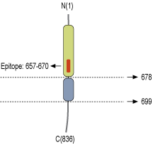 immunogen