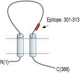 immunogen