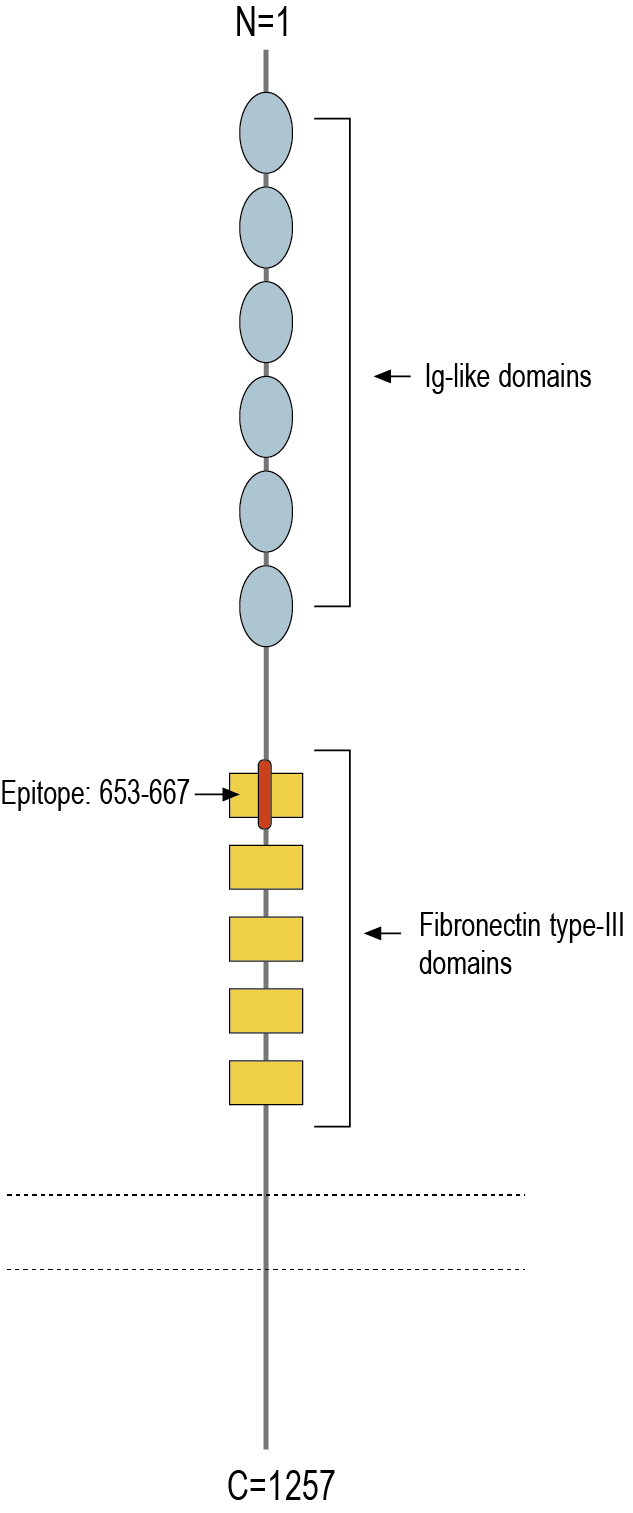immunogen