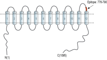immunogen