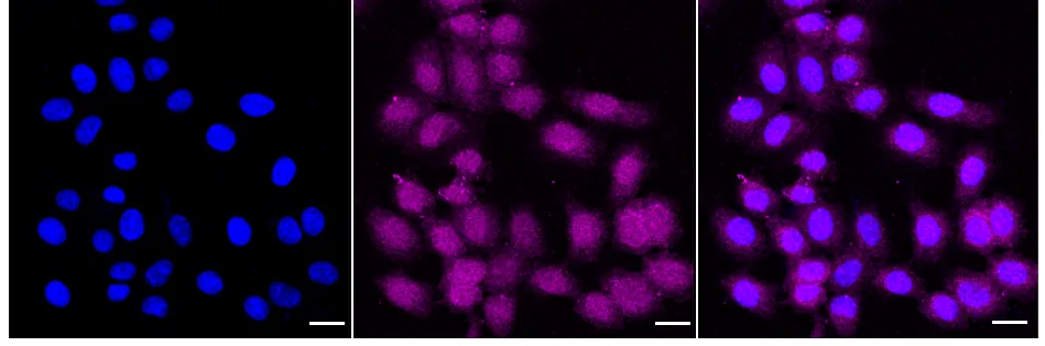 KVAb00964