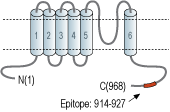 immunogen