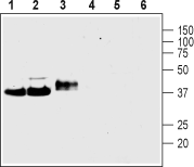 Western blot analysis of rat brain membranes (lanes 1 and 4), mouse brain membranes (lanes 2 and 5) and rat PC12 pheochromocytoma cell line lysate (lanes 3 and 6):