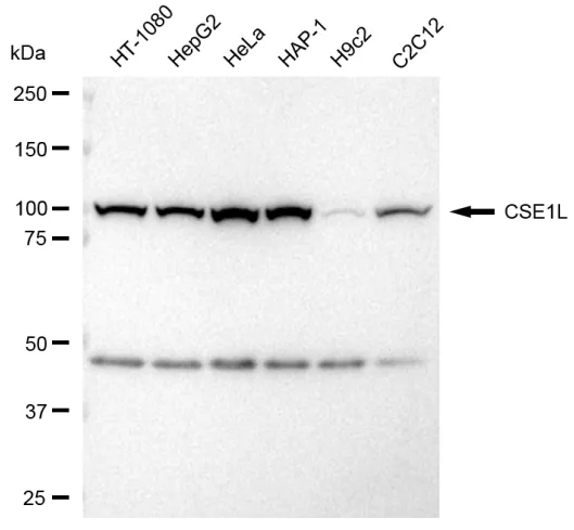 KVAb01570