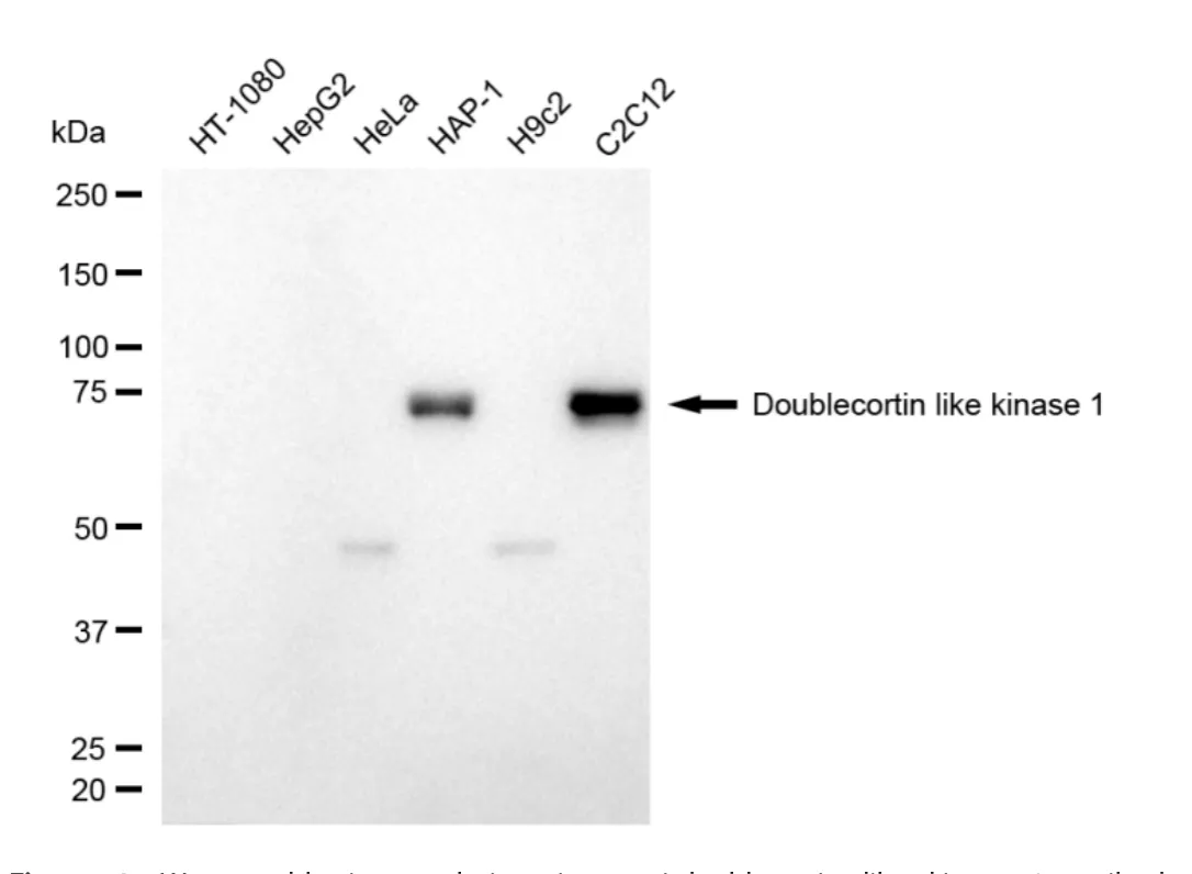 KVAb00741