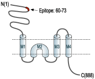 immunogen