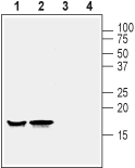 Western blot analysis of rat (lanes 1 and 3) and mouse (lanes 2 and 4) brain lysates :