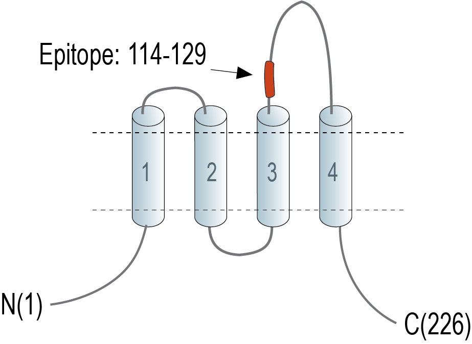 immunogen