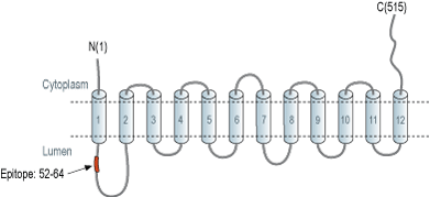 immunogen