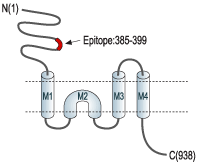 immunogen