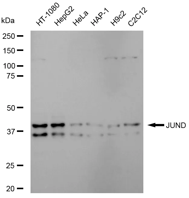 KVAb01029