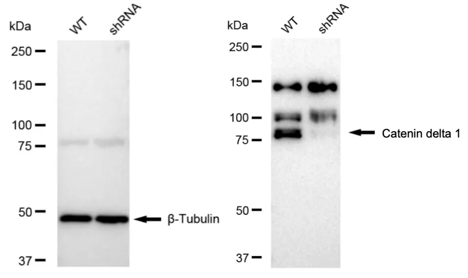 KVAb01634
