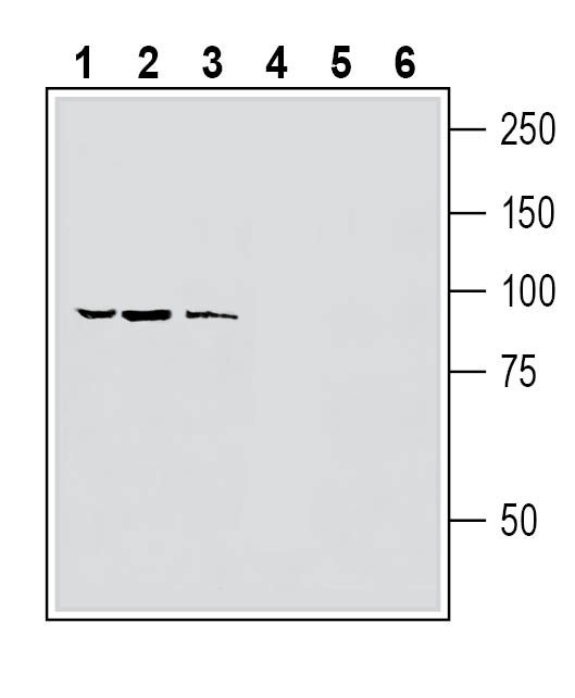 Western blot analysis of human MCF-7 breast adenocarcinoma cell line lysate (lanes 1 and 4), human LNCaP prostate adenocarcinoma cell line lysate (lanes 2 and 5) and human HMC3 microglia cell line lysate (lanes 3 and 6):