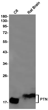 AMRe02495