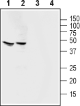 Western blot analysis of rat brain lysate (lanes 1 and 3) and mouse brain membranes (lanes 2 and 4):