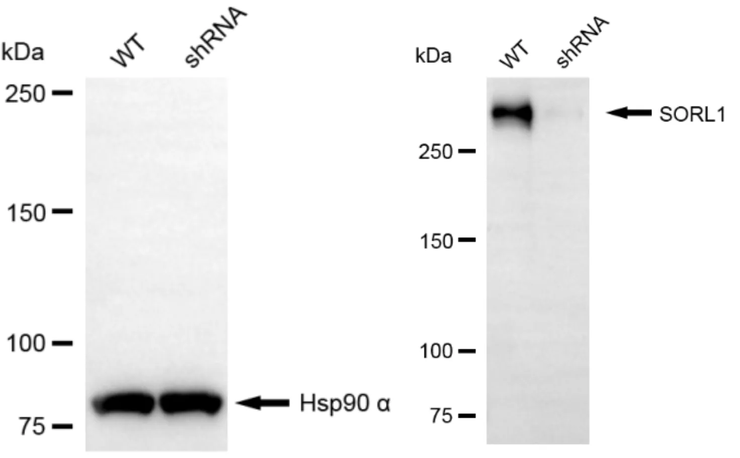 KVAb00503