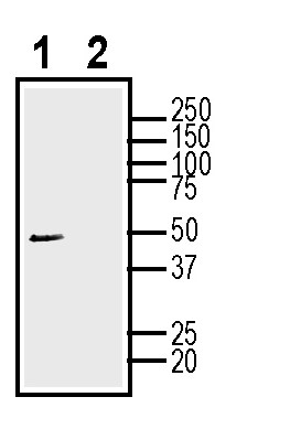 Western blot analysis of human SH-SY5Y neuroblastoma cell line lysate: