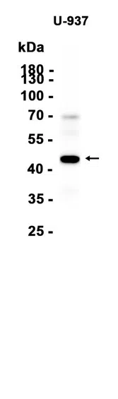 AMRe87187