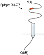 immunogen