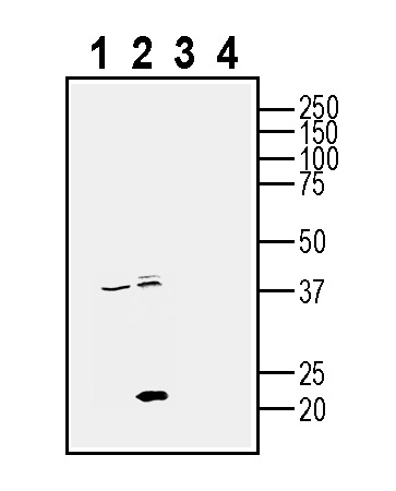 Western blot analysis of human PC3 prostate adenocarcinoma cell line lysates (lanes 1 and 3) and human MDA-MB-231 breast adenocarcinoma cell line lysate (lanes 2 and 4):
