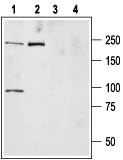 Western blot analysis of ND7/23 cell lysate (lanes 1,3) and rat brain membranes (lanes 2,4):