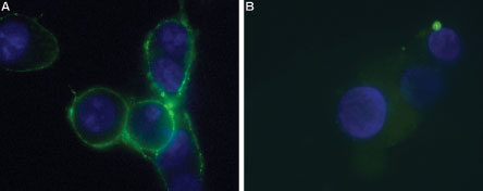 Expression of P2RX7 in HEK-293 transfected cells