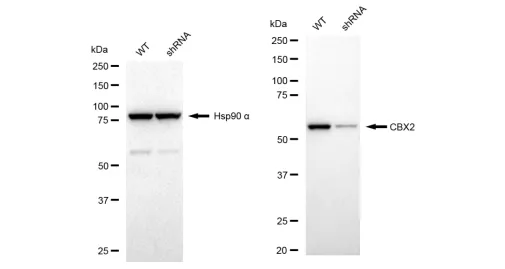 KVAb01565