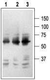 Western blot analysis of PC12 cell lysate (non-reduced):