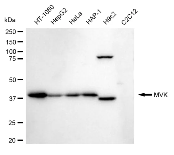 KVAb01012