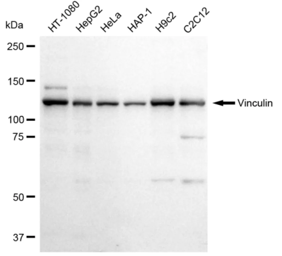 KVAb01824