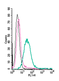Cell surface detection of ASCT2 by direct flow cytometry in live intact human K562 chronic myeloid leukemia cells: