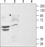 Western blot analysis of rat (lanes 1 and 3) and mouse (lanes 2 and 4) brain membranes:
