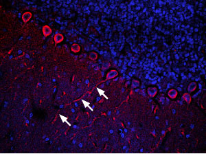 Expression of CXCR4 in rat cerebellum