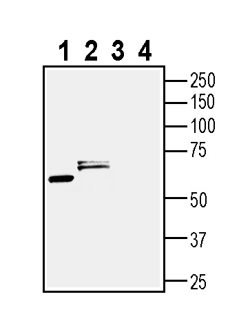 Western blot analysis of mouse brain membranes (lanes 1 and 3) and rat brain lysate (lanes 2 and 4):