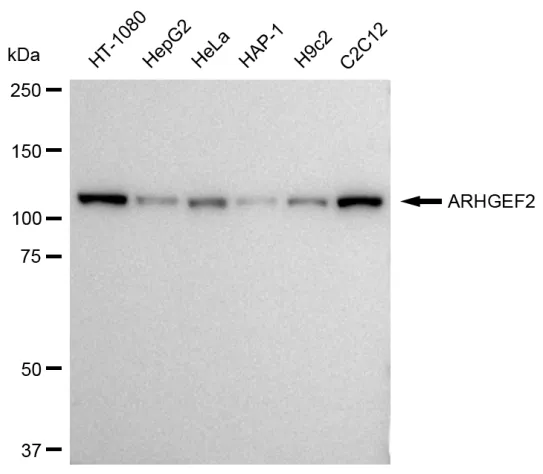 KVAb01556
