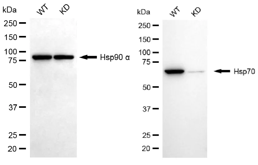 KVAb01436