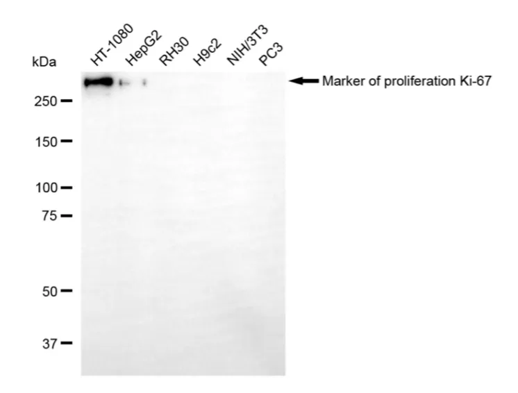 KVAb01912