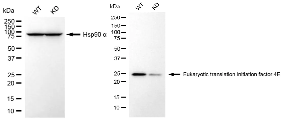 KVAb01351