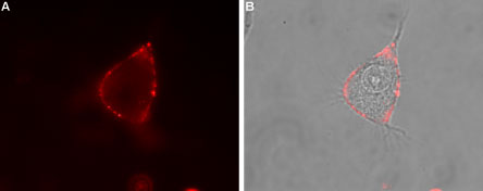 Expression of NLGN1 in rat PC12 cells