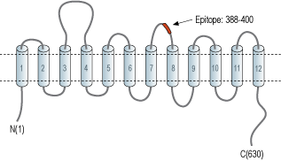 immunogen