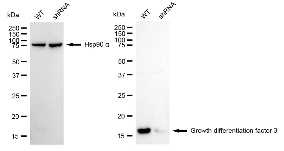 KVAb01760
